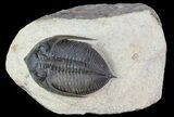 Zlichovaspis Trilobite - Excellent Preservation #66344-2